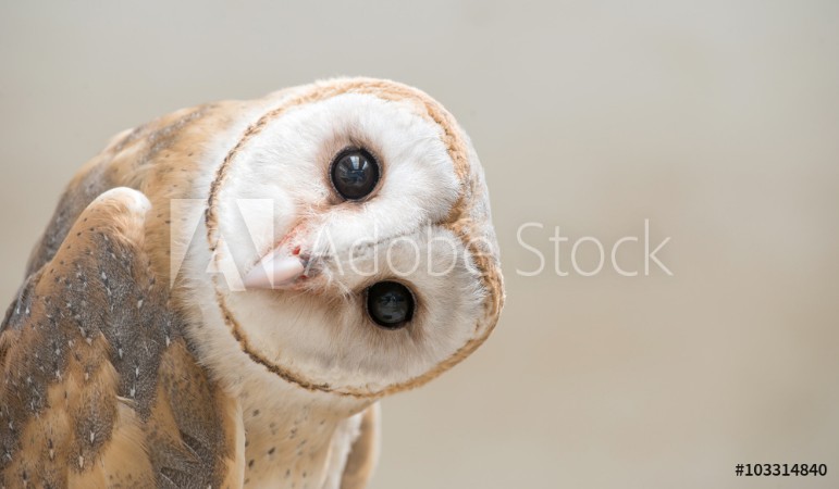 Bild på Common barn owl  Tyto albahead  close up
